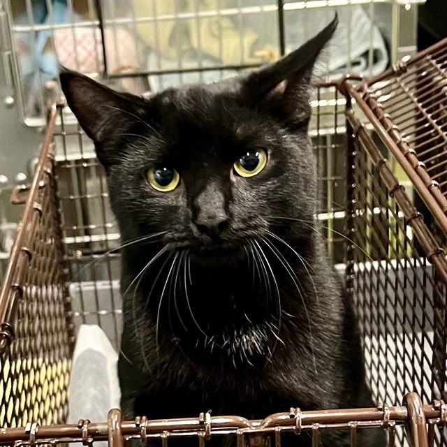 HONEY - Domestic Short Hair available for adoption