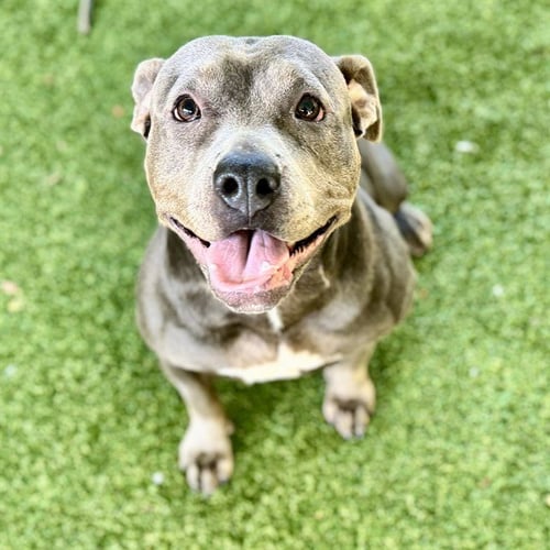 PETUNIA - American Bulldog available for adoption