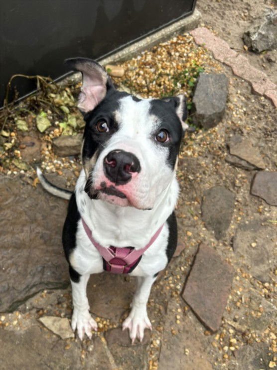 BENNET - American Pit Bull Terrier available for adoption