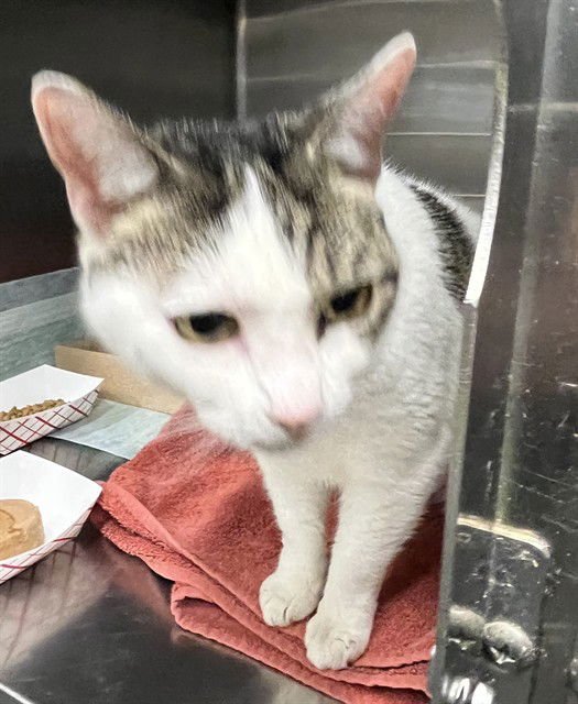 NINJA - Domestic Short Hair available for adoption