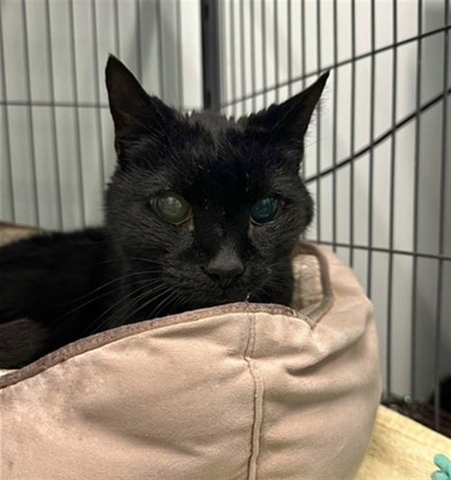 BEAR - Domestic Short Hair available for adoption