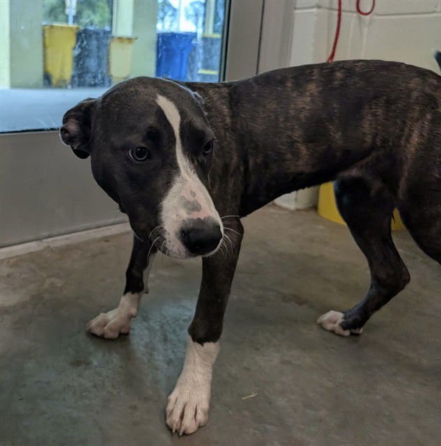 MAY - American Pit Bull Terrier available for adoption