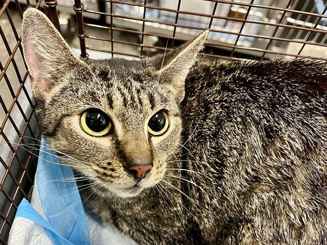 SASQUATCH - Domestic Short Hair available for adoption