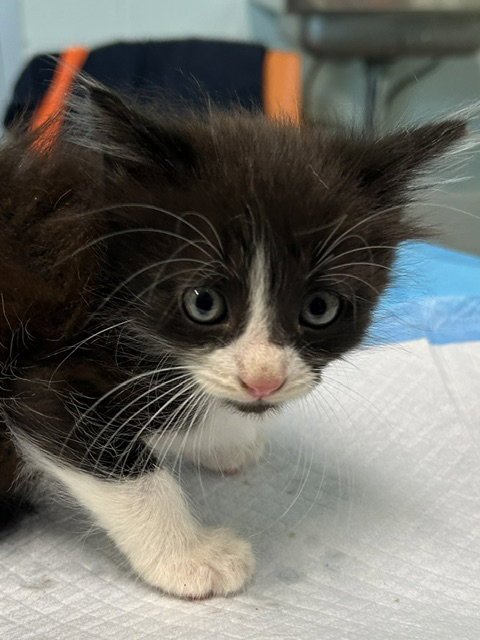 OSLO - Domestic Long Hair available for adoption