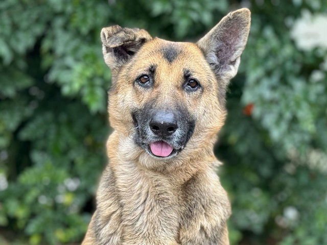 ROSIE - German Shepherd Dog available for adoption