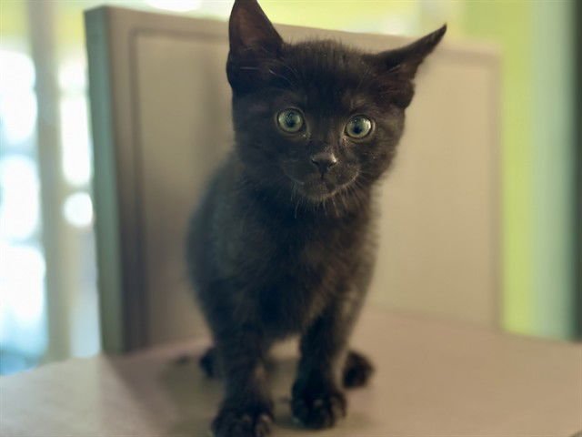 JESSE - Domestic Short Hair available for adoption