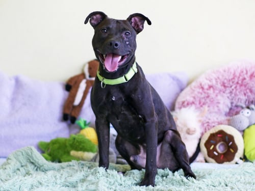 STIRLING - Pit Bull Terrier available for adoption