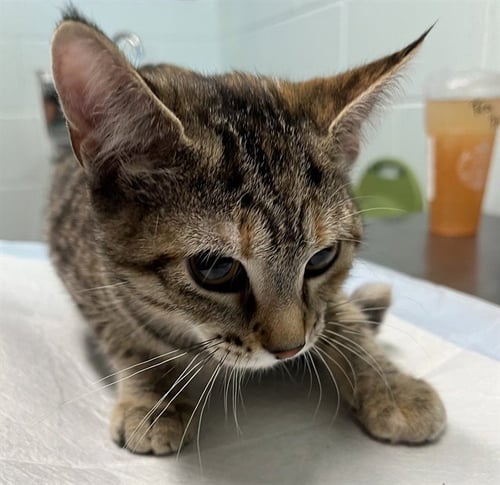 LEXUS - Domestic Short Hair available for adoption