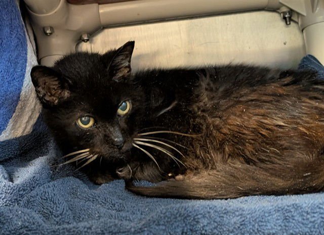 ETHEL - Domestic Short Hair available for adoption