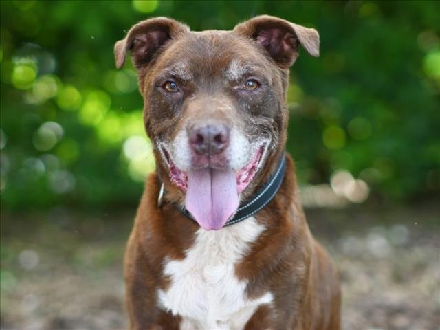 BRUCE - Labrador Retriever available for adoption