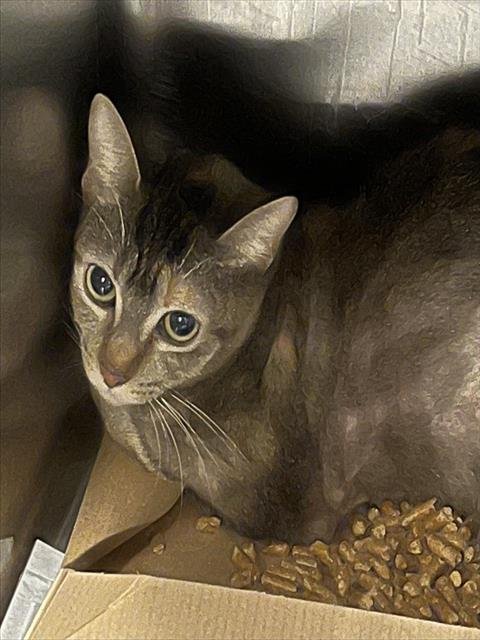 JANGLE - Domestic Short Hair available for adoption