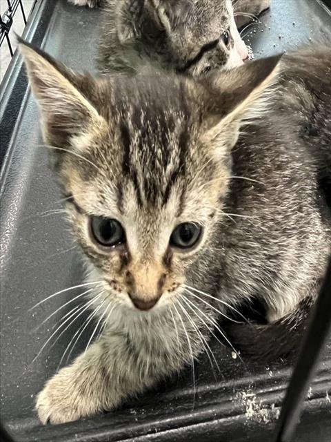 HEIDI - Domestic Short Hair available for adoption