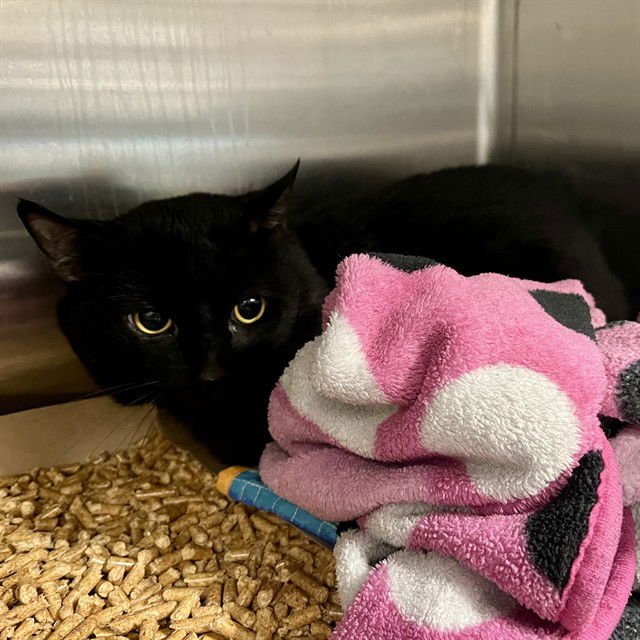 MAXIMUS PRIME - Domestic Short Hair available for adoption