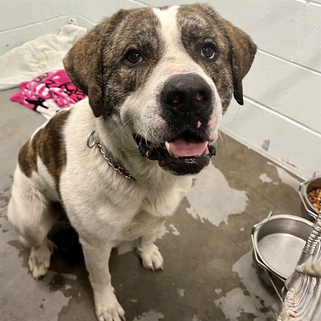 JAKE - Great Pyrenees available for adoption