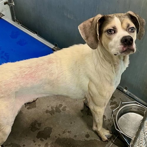 IRIS - Boxer / American Foxhound available for adoption