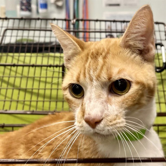 GUNNER - Domestic Short Hair available for adoption