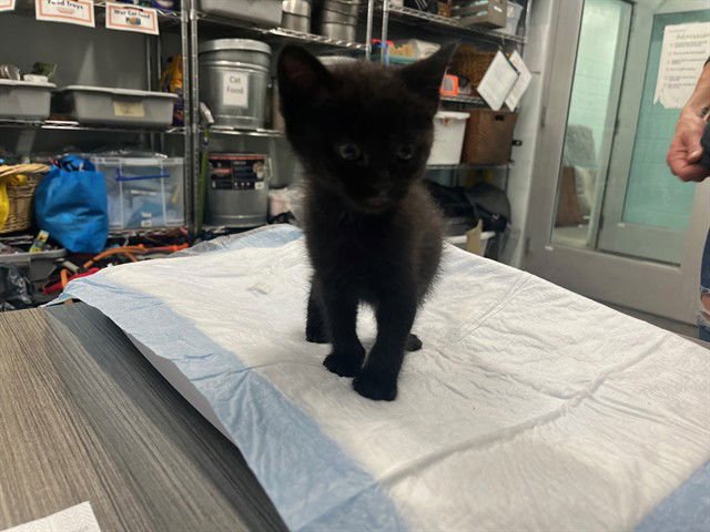 MOLLY - Domestic Short Hair available for adoption