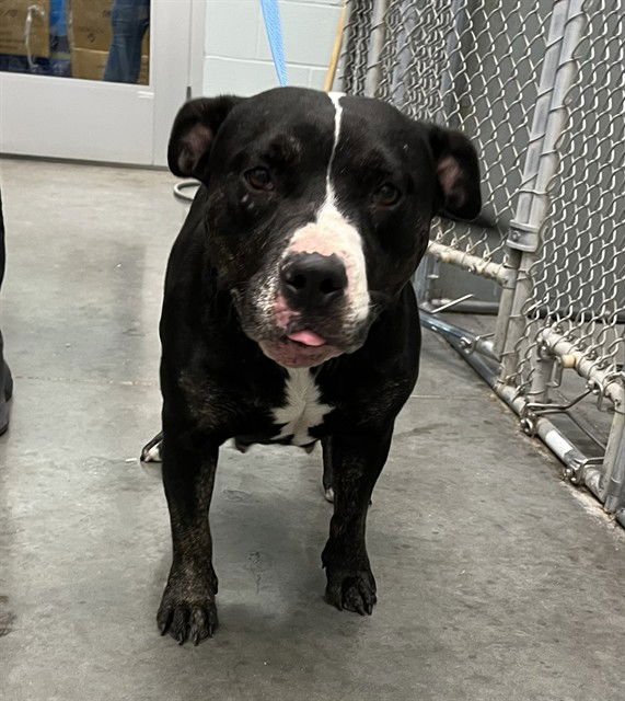 NAY NAY - Labrador Retriever available for adoption