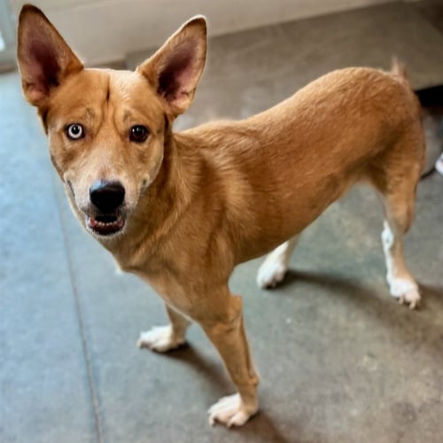 CIRRUS - Carolina Dog available for adoption