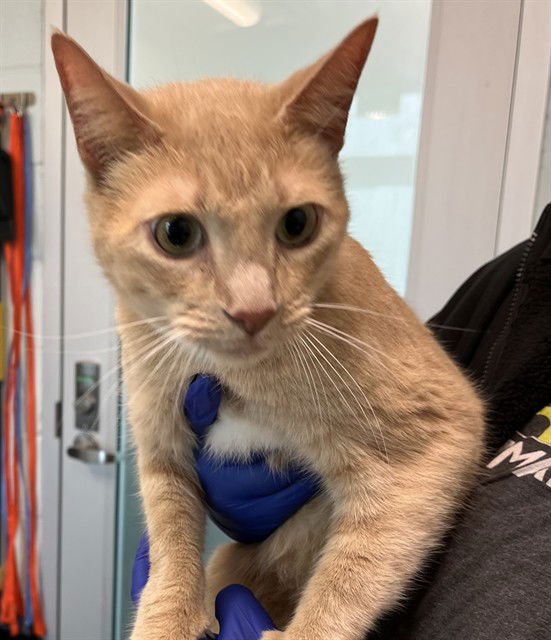 LEONARDO - Domestic Short Hair available for adoption