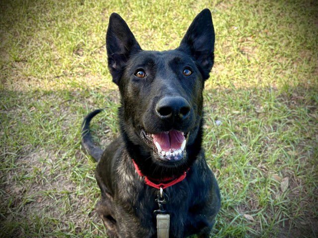 NALA - Belgian Shepherd Malinois available for adoption