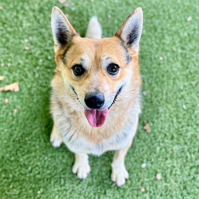 DALLAS - Australian Cattle Dog/Blue Heeler available for adoption