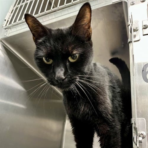 IYA - Domestic Short Hair available for adoption