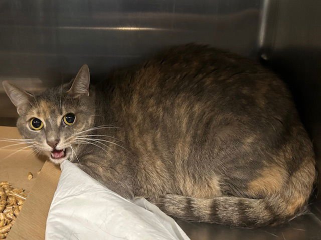 NICKI - Domestic Short Hair available for adoption