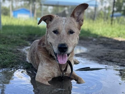 DUDE - Australian Cattle Dog/Blue Heeler available for adoption