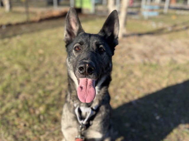 MURIEL - German Shepherd Dog available for adoption