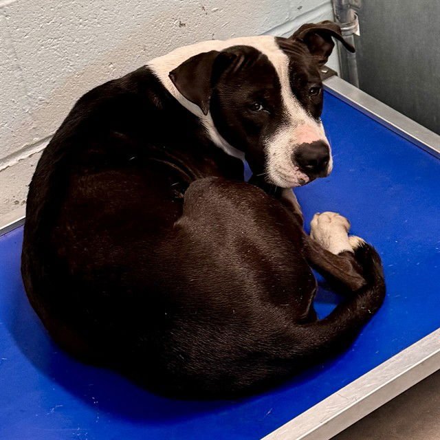 STARFIRE - American Pit Bull Terrier available for adoption