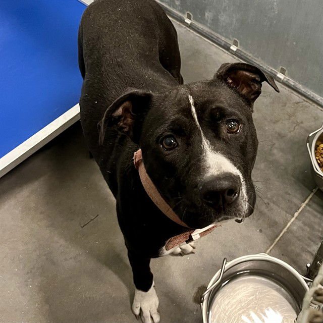 PRIYA - Staffordshire Bull Terrier available for adoption