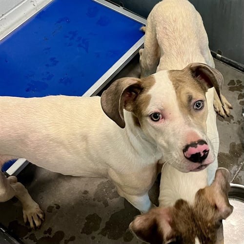 JASMINE - American Pit Bull Terrier / American Foxhound available for adoption