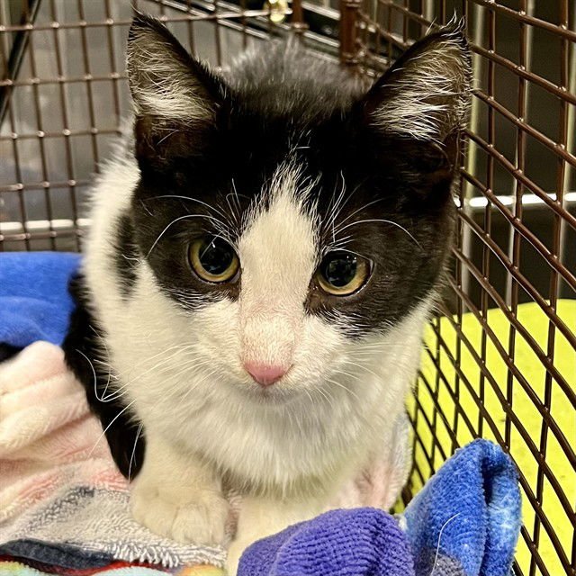 SNEAKKIE - Domestic Short Hair available for adoption