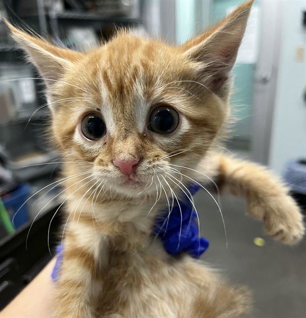 LOUIE - Domestic Short Hair available for adoption
