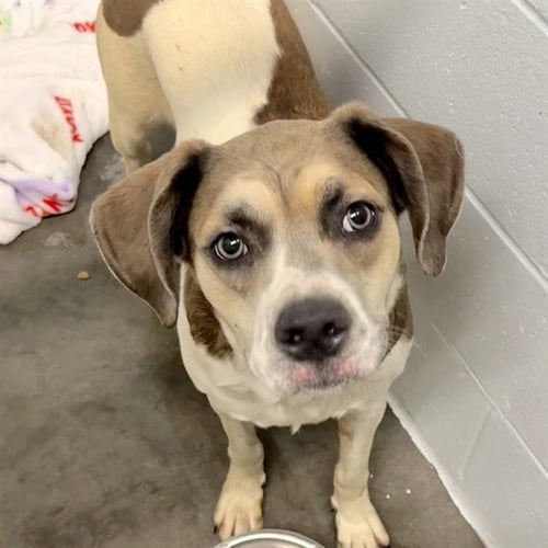 LAVENDER - Pointer available for adoption