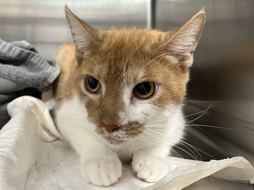 A081646 - Domestic Short Hair available for adoption
