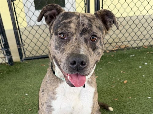 BEAST BOY - Catahoula Leopard Dog available for adoption