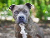 ROLO - Photo 1