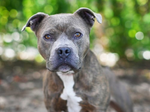 ROLO - American Staffordshire Terrier available for adoption