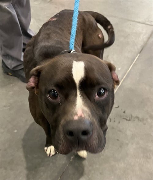 THUNDER - American Pit Bull Terrier available for adoption