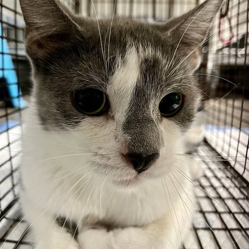 LODI - Domestic Short Hair available for adoption