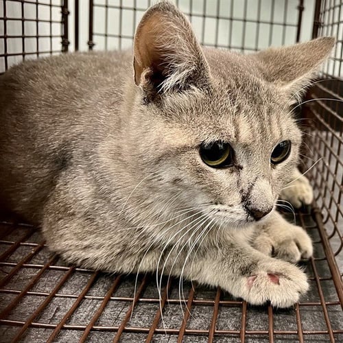 CRYSTAL RIVER - Domestic Short Hair available for adoption