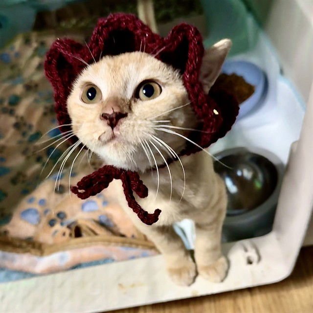 MR CLEAN - Domestic Short Hair available for adoption