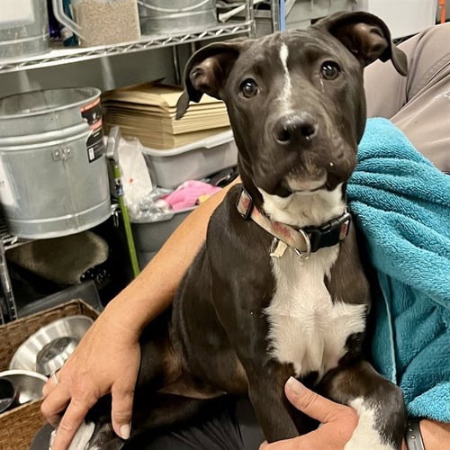 KONA - American Bulldog available for adoption