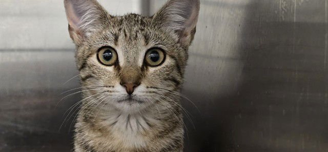 VIOLET - Domestic Short Hair available for adoption