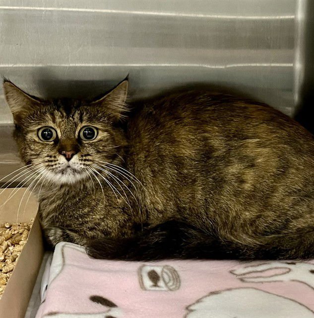 MARGE - Domestic Short Hair available for adoption