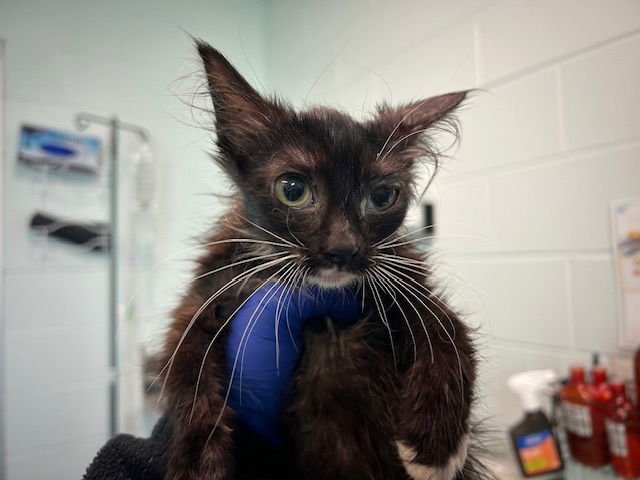 KITTEN 3 - Domestic Short Hair available for adoption