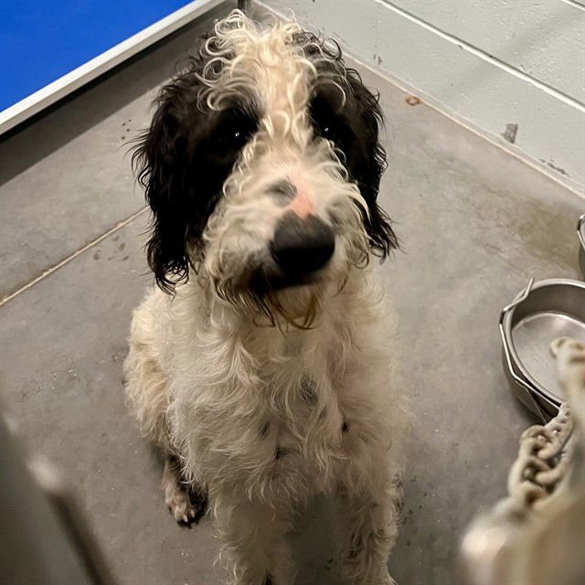 ARROW - Poodle (Standard) / Labrador Retriever available for adoption