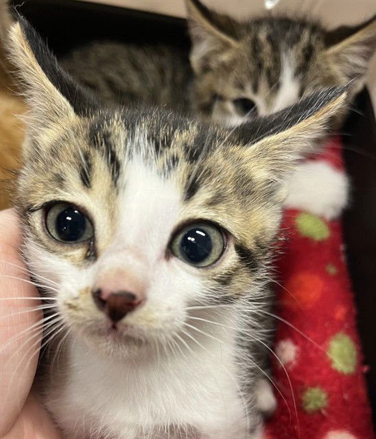 DEWEY - Domestic Short Hair available for adoption